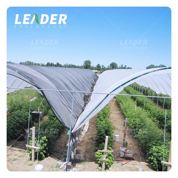 Excellent Air Circulation Polytunnels Easy Install Side Vent Poly Film Cover Farming Blueberry Greenhouse