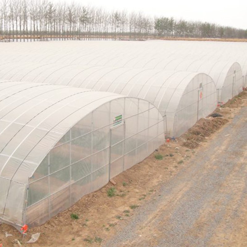Customized Multi-Span Arch Type PE/Po Plastic Film Agricultural Green House with Hydroponics System for Planting