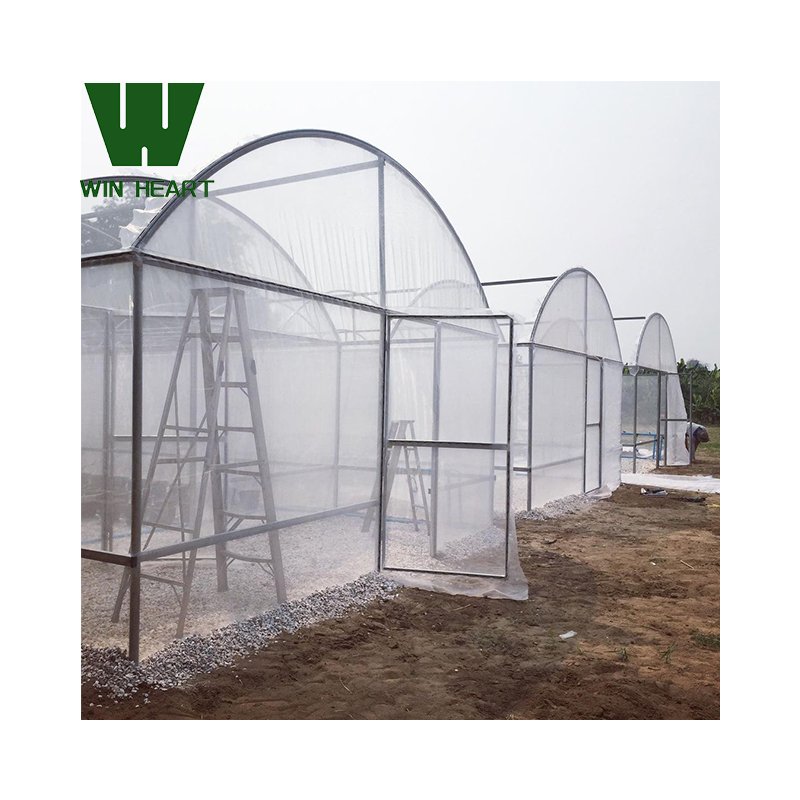 Low Cost Agriculture Greenhouse for Strawberry Planting
