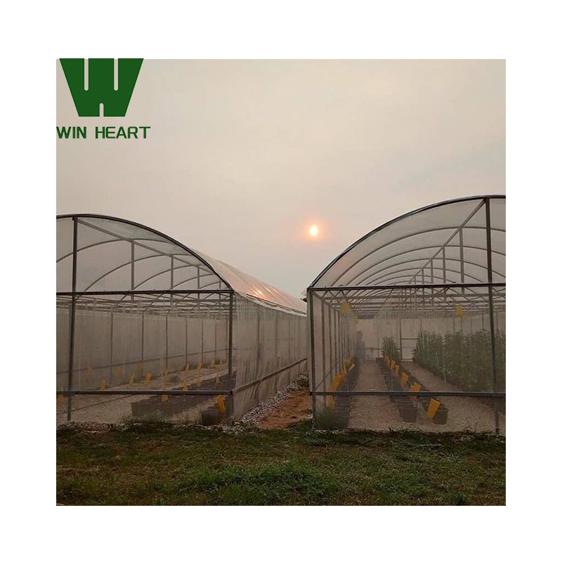 Low Cost Agriculture Greenhouse for Strawberry Planting