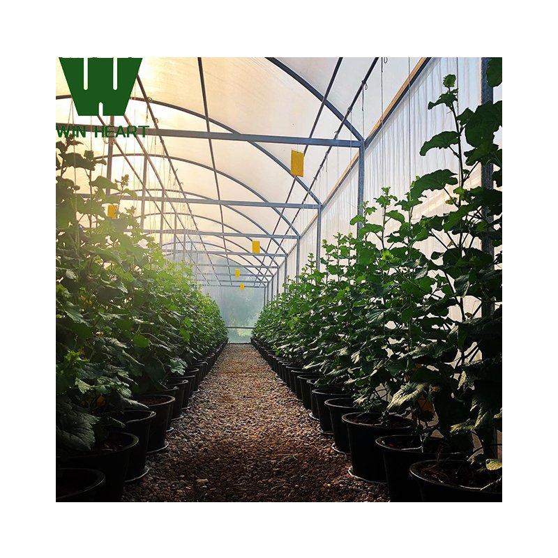 Low Cost Agriculture Greenhouse for Strawberry Planting