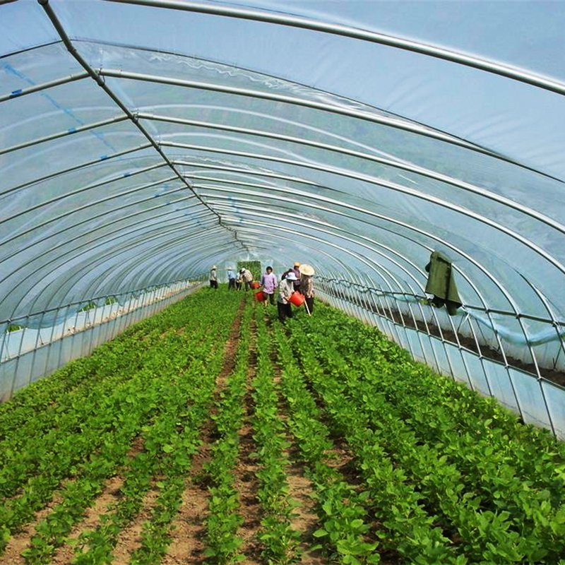 Single Span Agricultural Arch Polycarbonate Greenhouse Easily Assembled