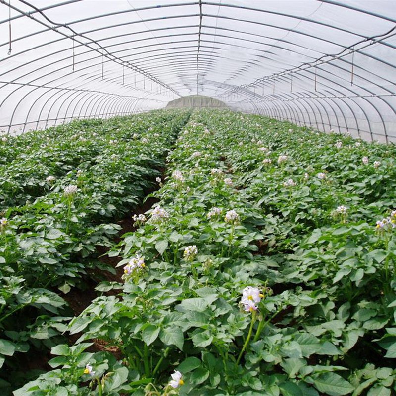 Single Span Agricultural Arch Polycarbonate Greenhouse Easily Assembled