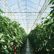Tomato green housed victorian turnkey greenhouses agricultural equipment for pc greenhouse