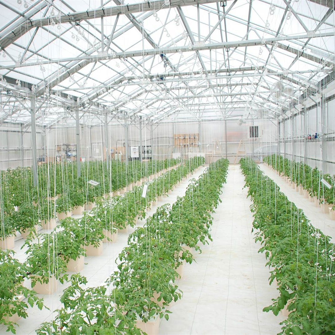 Tomato green housed victorian turnkey greenhouses agricultural equipment for pc greenhouse