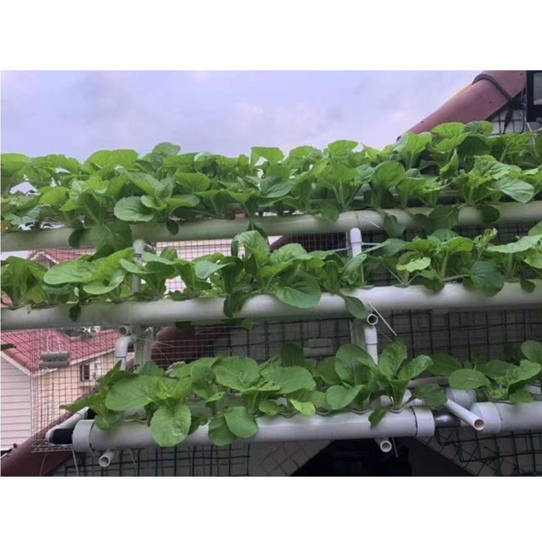 Best Choice Environmental Friendly Inhouse Innovated Agricultural Greenhouses Polyurethane Based Hydroponic Foam