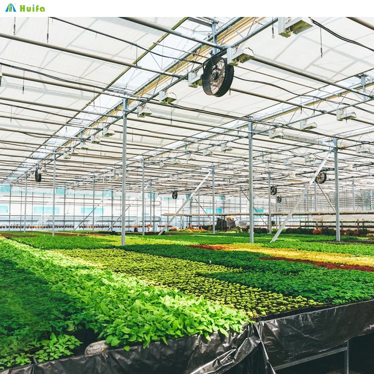 Superior Metal Quality Venlo Multi-Span Agricultural Greenhouse Glass Tropical House With Hydroponic Growing System