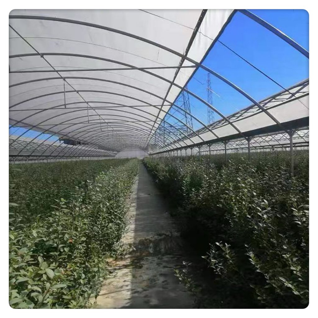 60m Length 6m Width Galvanized Steel Frame Greenhouse Plastic Film Cover PE Large Single Blackout Greenhouse Plant Small