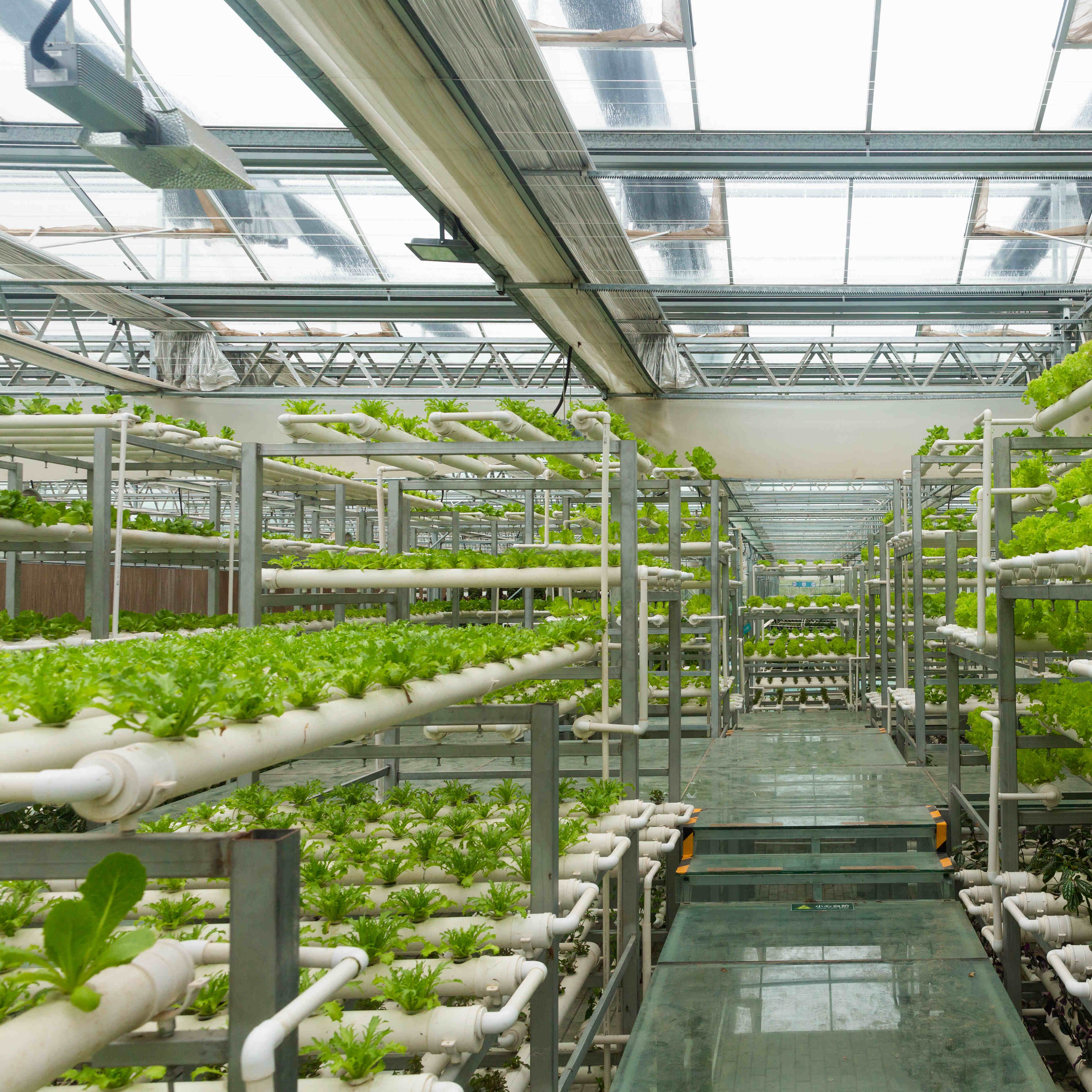 Hot Sale Agriculture Greenhouse Multi-Span Greenhouse With Hydroponic Growing Systems