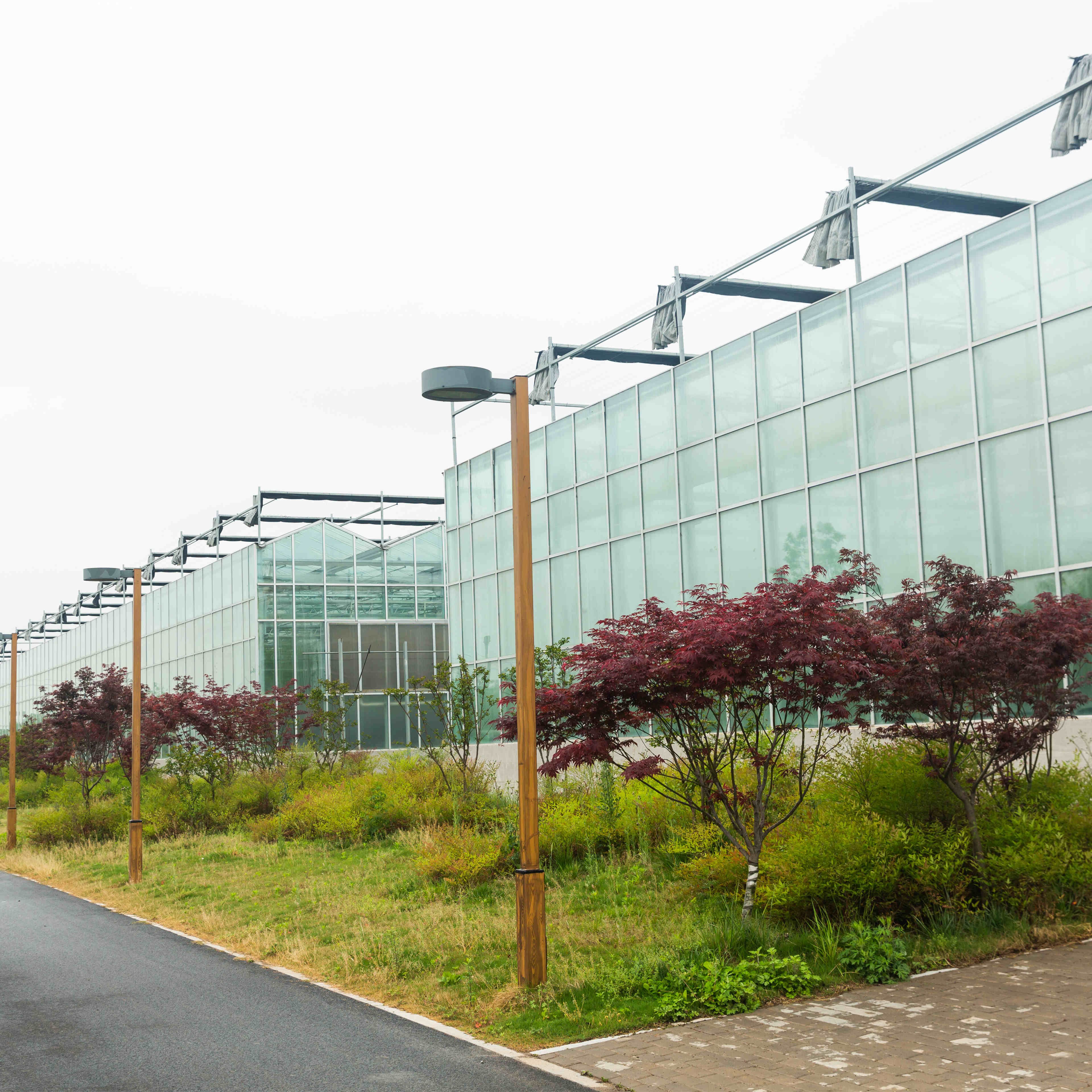 Hot Sale Agriculture Greenhouse Multi-Span Greenhouse With Hydroponic Growing Systems