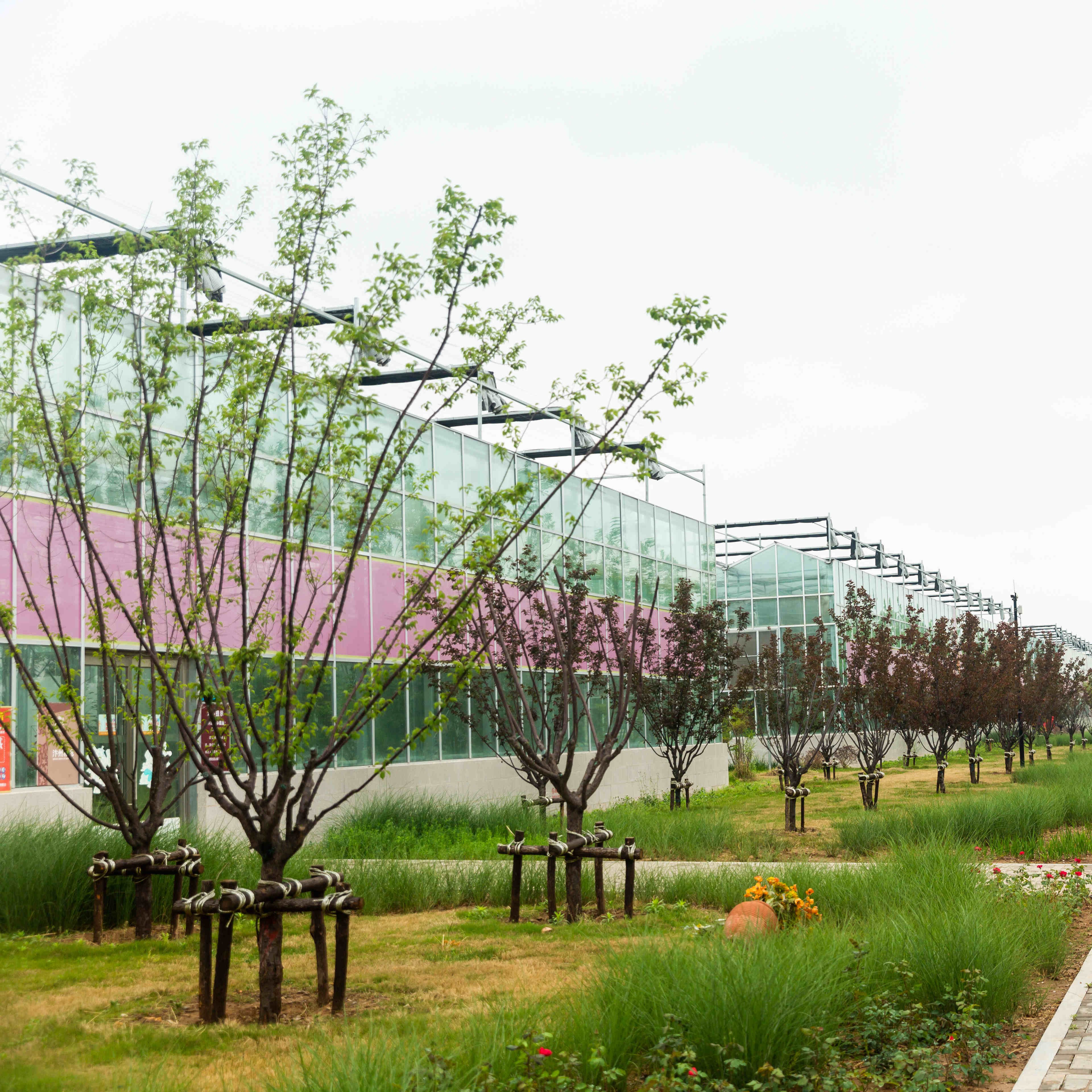Hot Sale Agriculture Greenhouse Multi-Span Greenhouse With Hydroponic Growing Systems