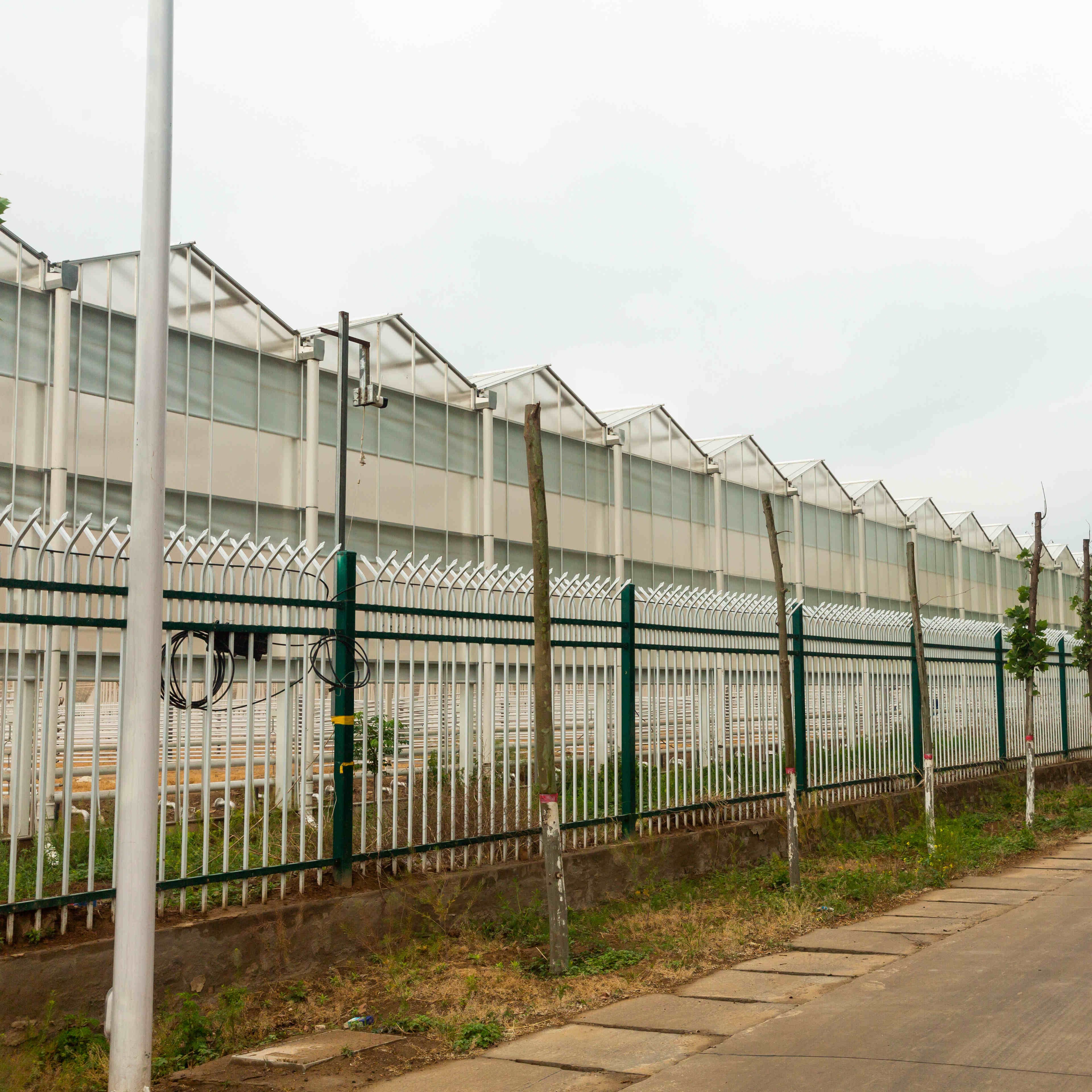 Hot Sale Agriculture Greenhouse Multi-Span Greenhouse With Hydroponic Growing Systems