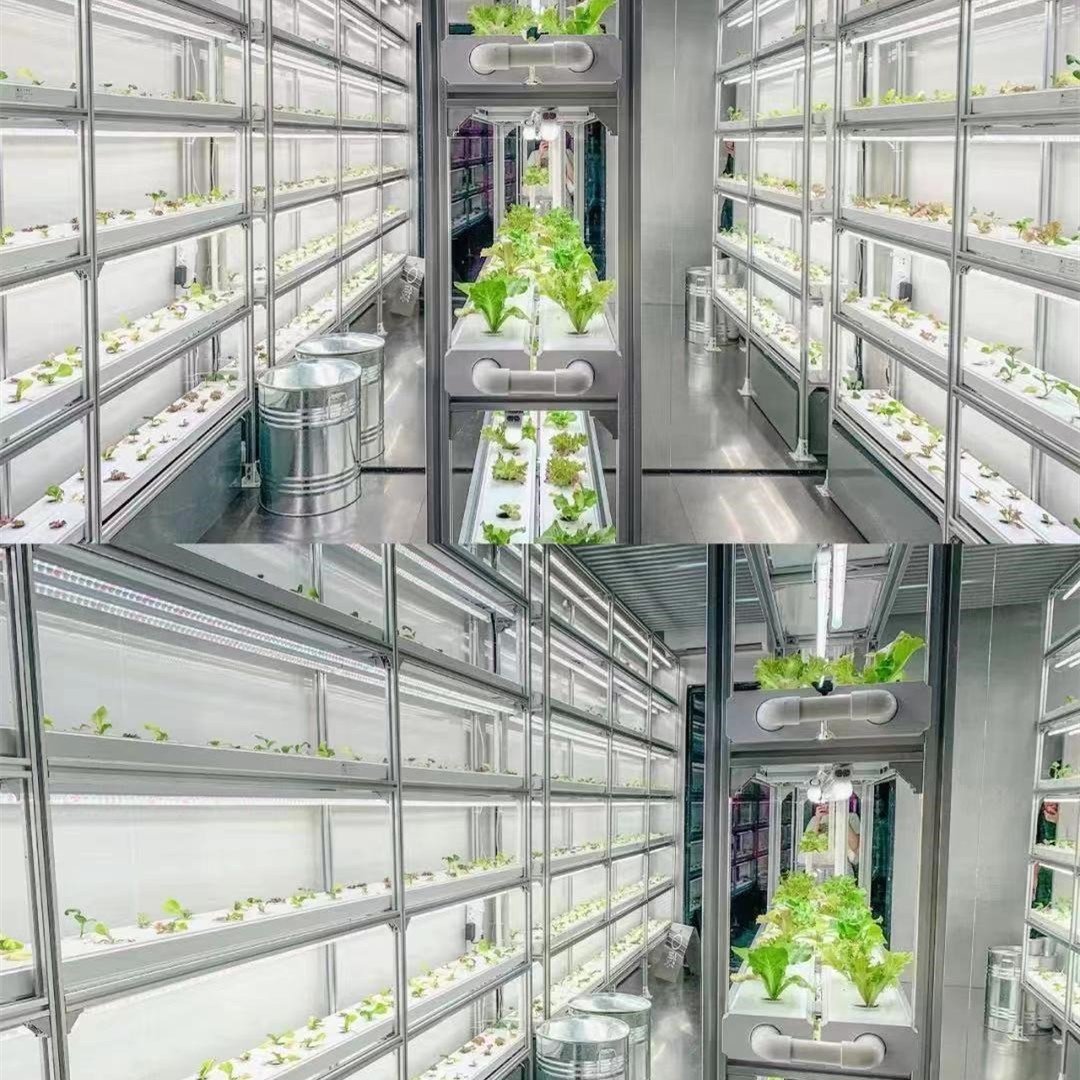 Smart Farm Grow Hydroponic Vertical Farming System 40ft Shipping Container Farm Greenhouse