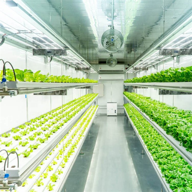 Smart Farm Grow Hydroponic Vertical Farming System 40ft Shipping Container Farm Greenhouse