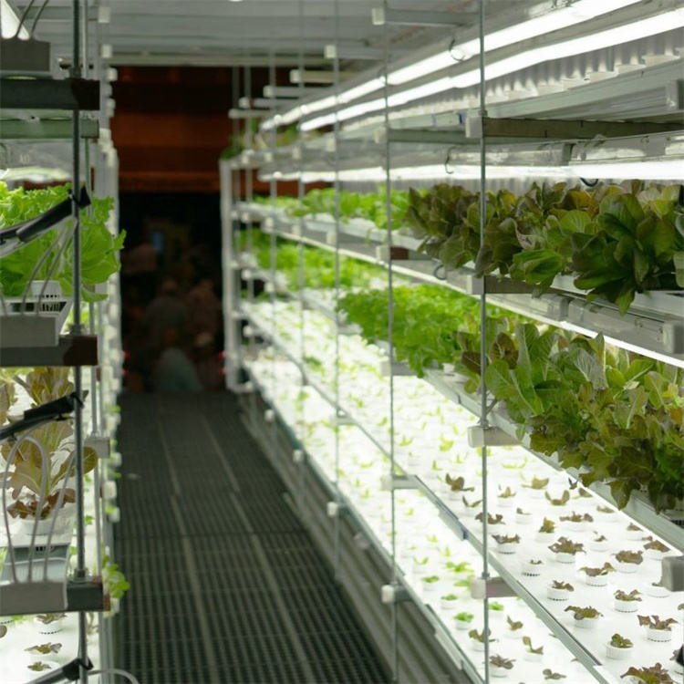 Smart Farm Grow Hydroponic Vertical Farming System 40ft Shipping Container Farm Greenhouse
