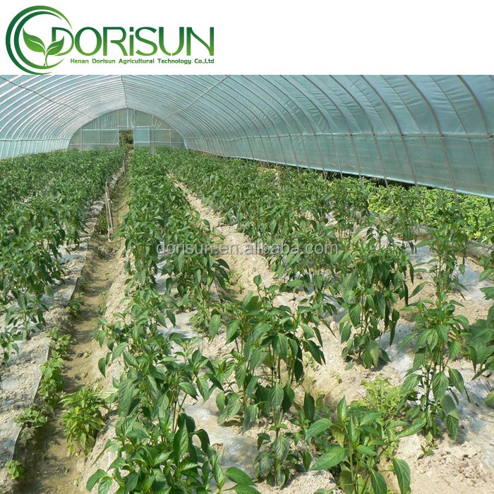 hydroponics aluminum frame single span film greenhouse strawberry vertical shipping container greenhouse system with insect mesh