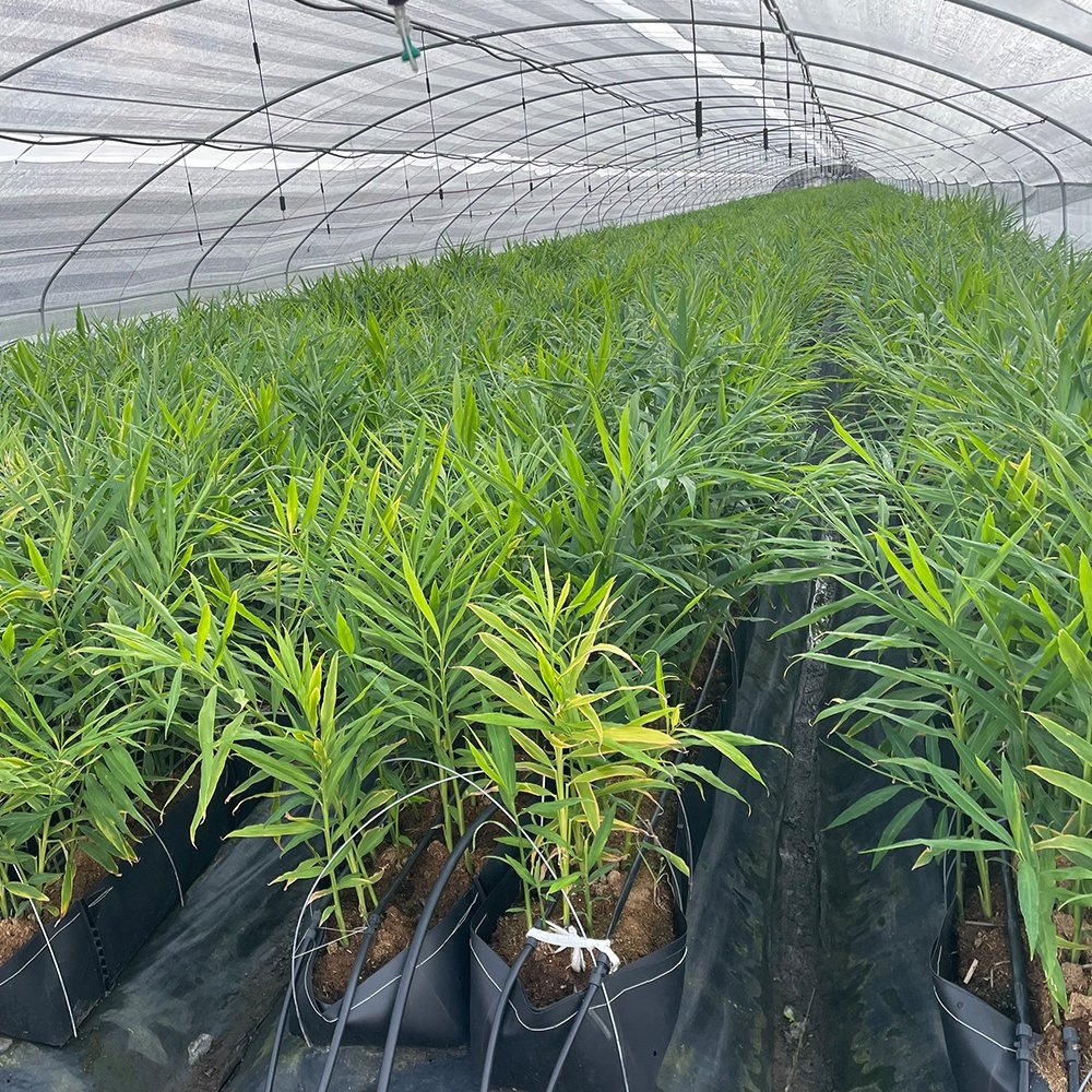 Agricultural greenhouses plastic hydroponic vegetable growing trough