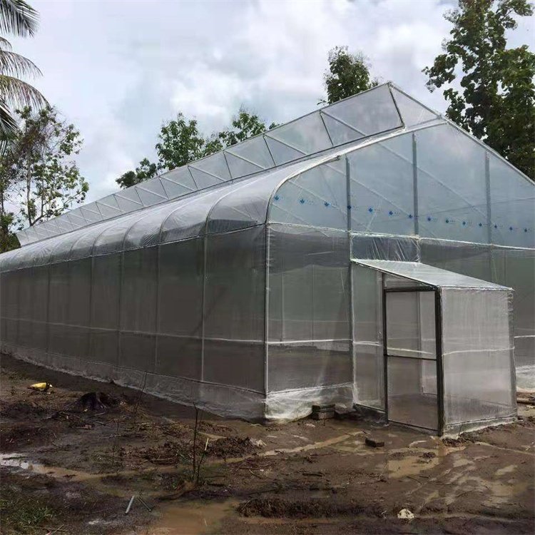 Baolida Factory Galvanized Steel Structure Tunnel Tomato 150 200 Micron Plastic Pe Film Greenhouse For Vegetables Girowing