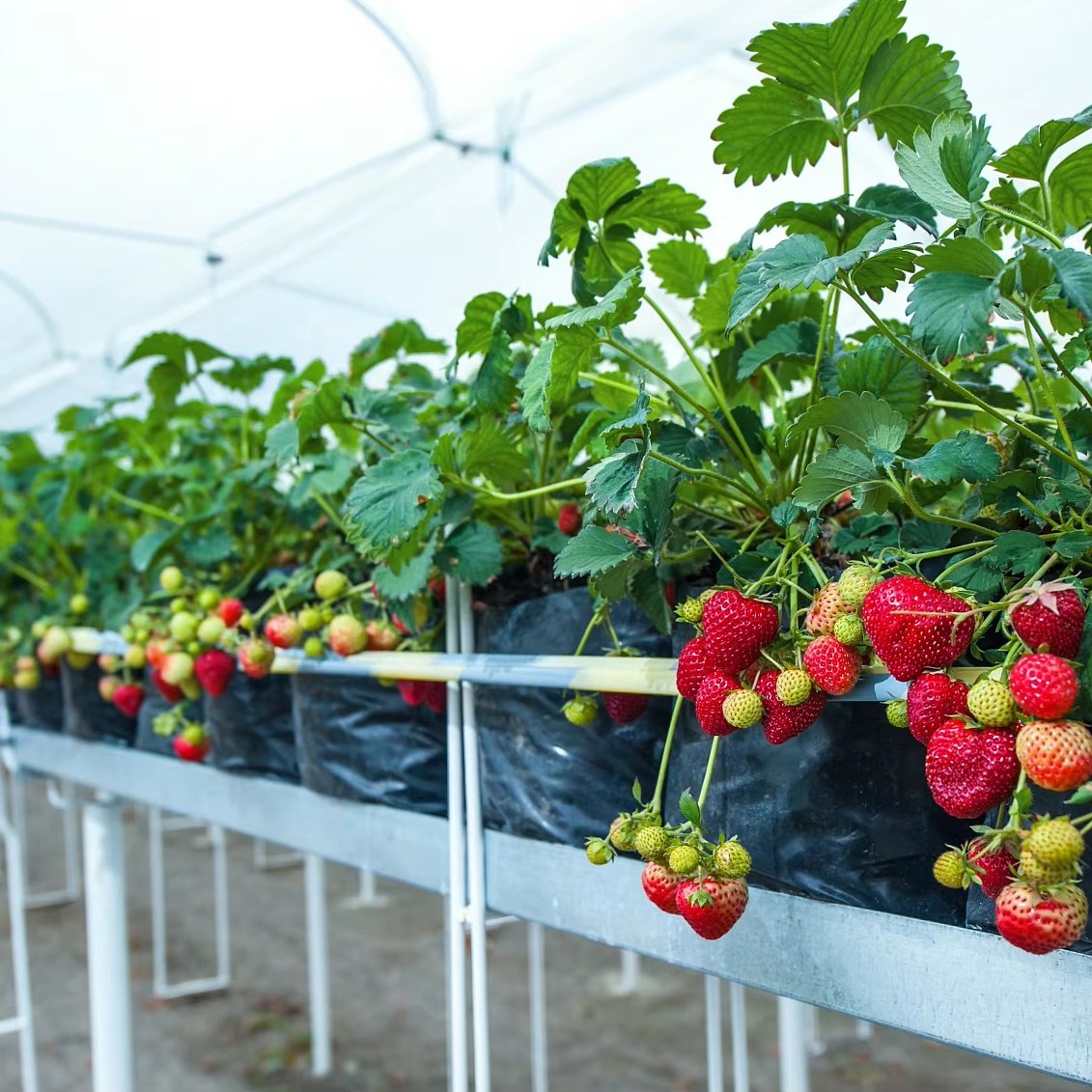 Greenhouse suitable for green vegetable cultivation