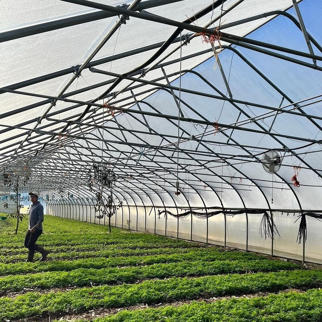 Greenhouse suitable for green vegetable cultivation