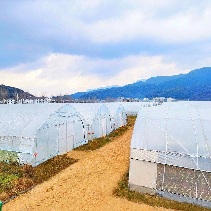 Good Quality Easily Installed Agricultural Commercial Green House Greenhouse Invernadero