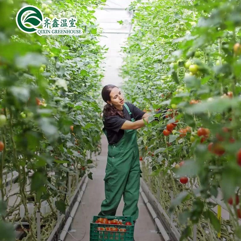 hydroponics grow kit system for greenhouse