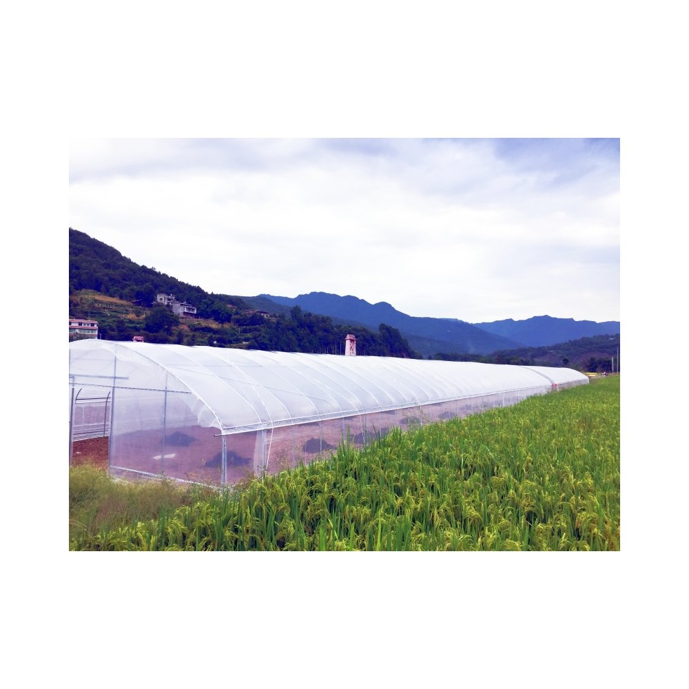 China Custom Single-Span Low Poly Tunnel Wind-Resistant Green house for Fruit & Vegetables Small Agricultural Greenhouse