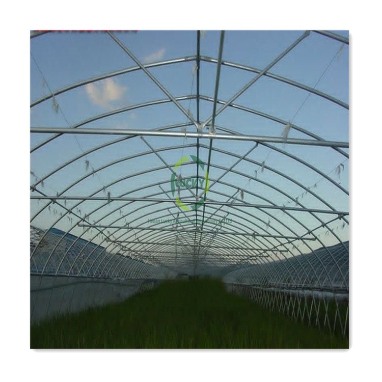 Chinese Hot Sale Agricultural Greenhouse Structure Plastic Film Single Span Greenhouse