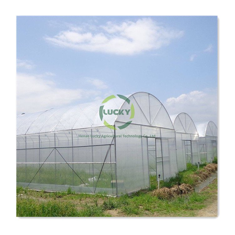 Chinese Hot Sale Agricultural Greenhouse Structure Plastic Film Single Span Greenhouse