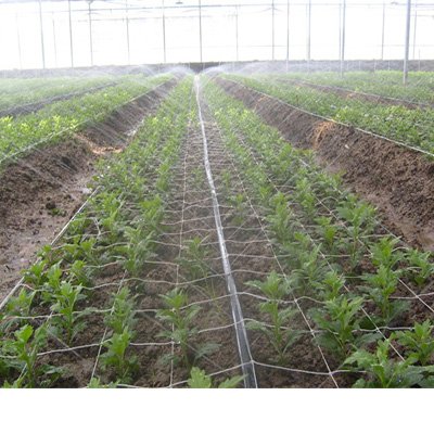 Cheap Traditional Single-Layer UV Resistant PE Film Green house Small Size Traditional Agricultural Greenhouse Fim