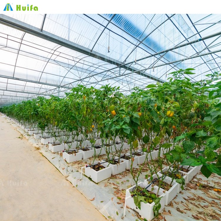 Serre Agricole Plastic Film Greenhouse With Hydroponics System Lettuce Vegetable Greenhouses Supply Growing System For Sale