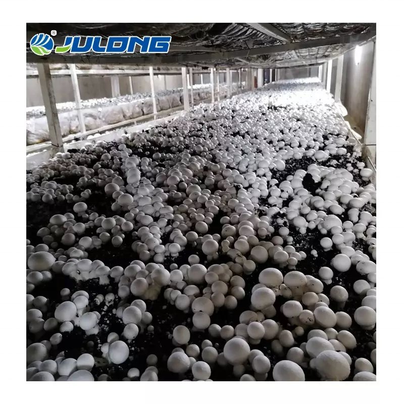 40HQ Container greenhouse growing shipping container farm vertical farming equipments for mushroom