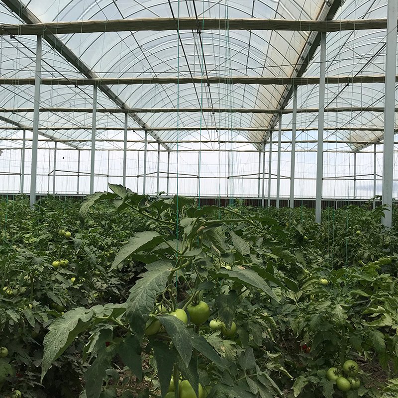 Best-selling Agricultural Multi-span Film Greenhouses Large Electrical or Water Heating System Inside or Outside Shading System