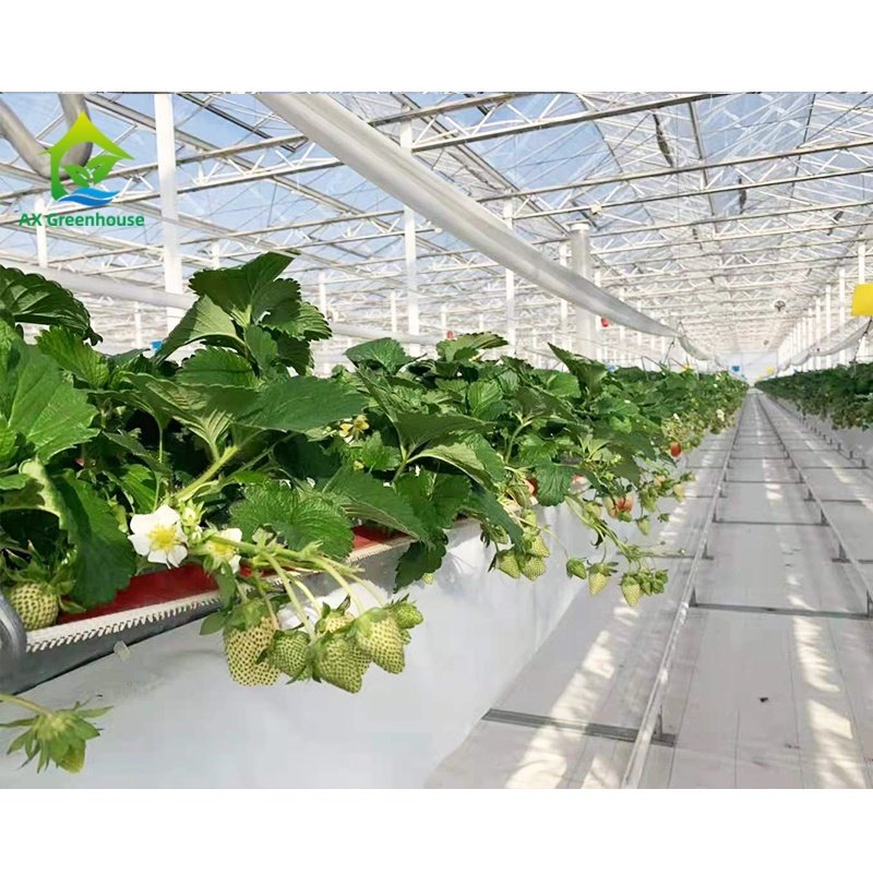 Substrate cultivation strawberry planting belt soilless cultivation
