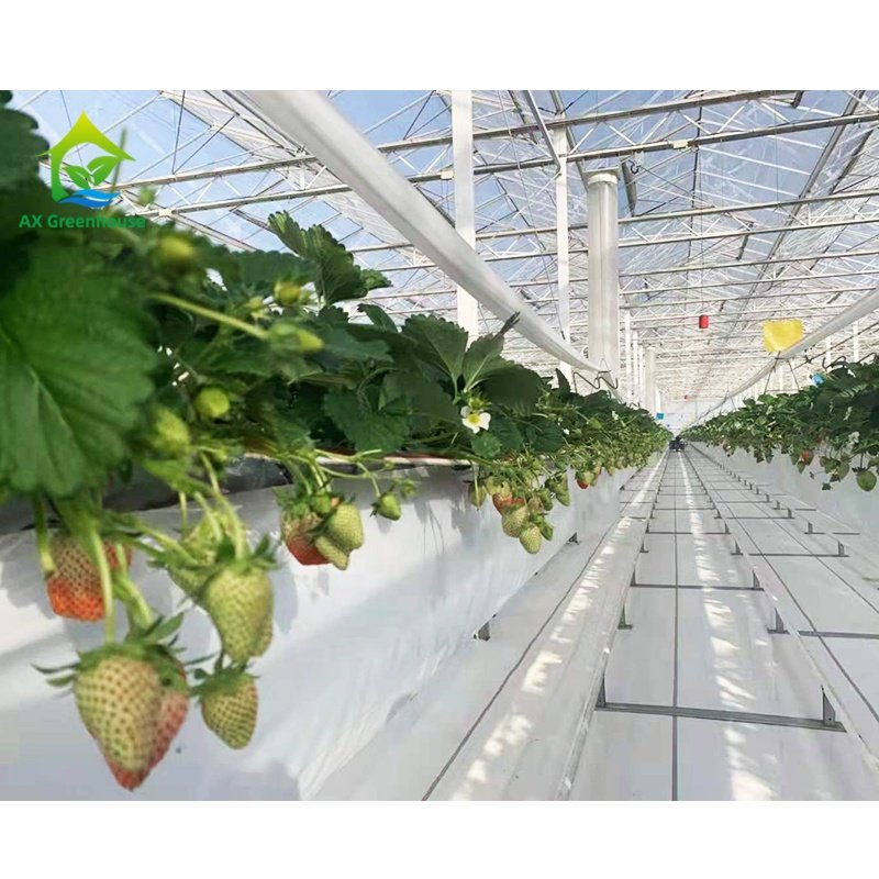 Substrate cultivation strawberry planting belt soilless cultivation
