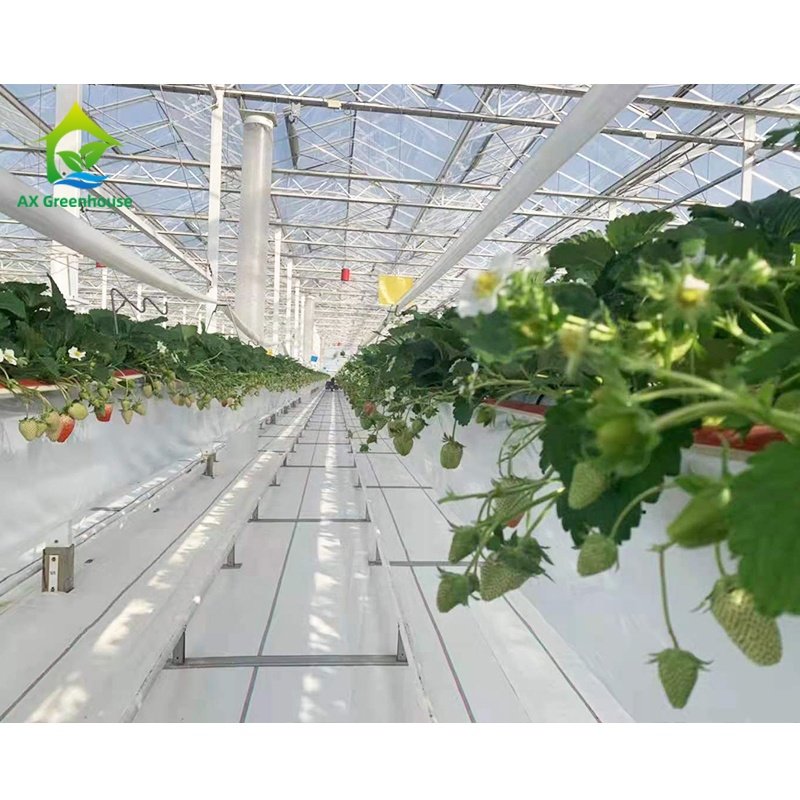 Substrate cultivation strawberry planting belt soilless cultivation
