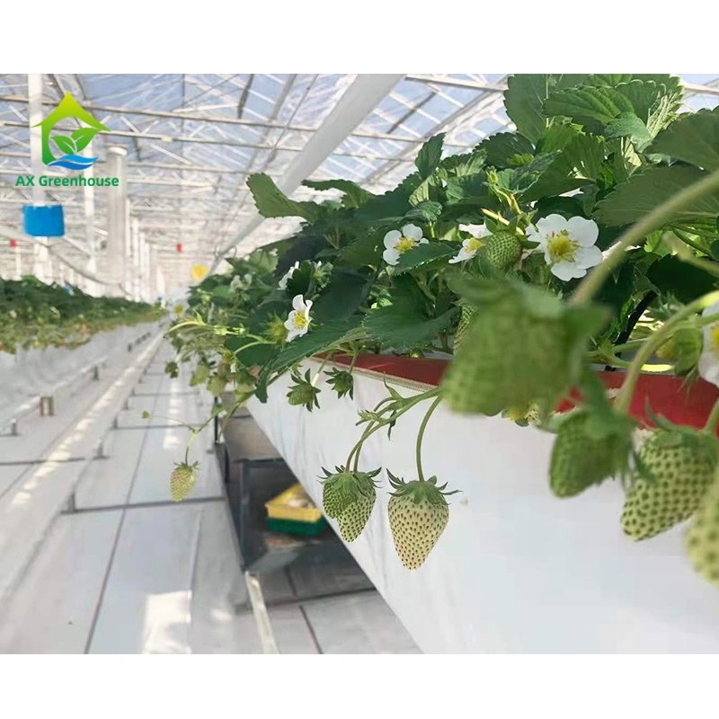 Substrate cultivation strawberry planting belt soilless cultivation