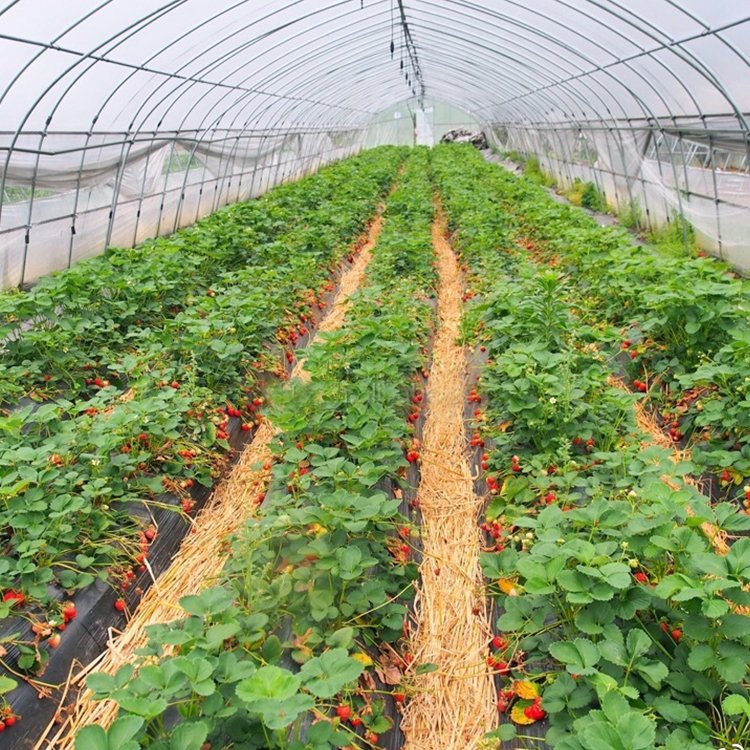 Low Cost Hoops Tunnel Arch Pipes Green House Kit Gable Front Greenhouse for Strawberry Rose
