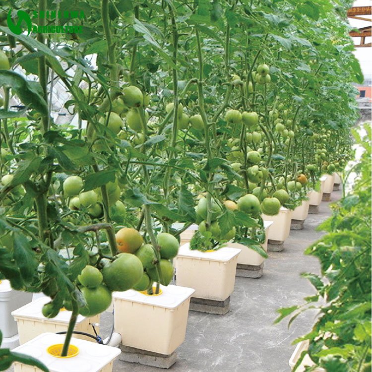 Agricultural Greenhouse Hydroponics Growing System Indoor Dutch Bucket Culture for Tomatoes Growing For Sale