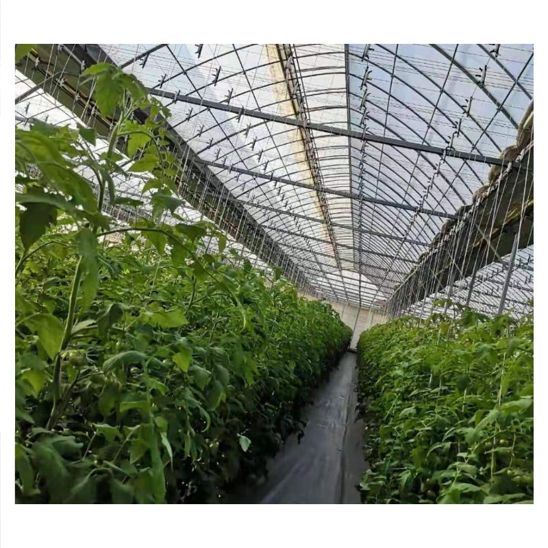 Agricultural Single-Span Tunnel Type Film Blackout Mushroom Greenhouse for Medical Plants and Mushroom