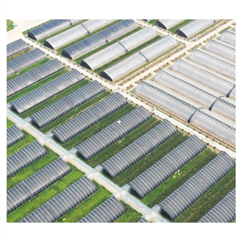 Agricultural Single-Span Tunnel Type Film Blackout Mushroom Greenhouse for Medical Plants and Mushroom