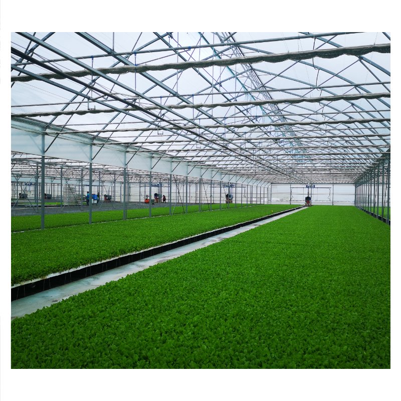 Agricultural Single-Span Tunnel Type Film Blackout Mushroom Greenhouse for Medical Plants and Mushroom