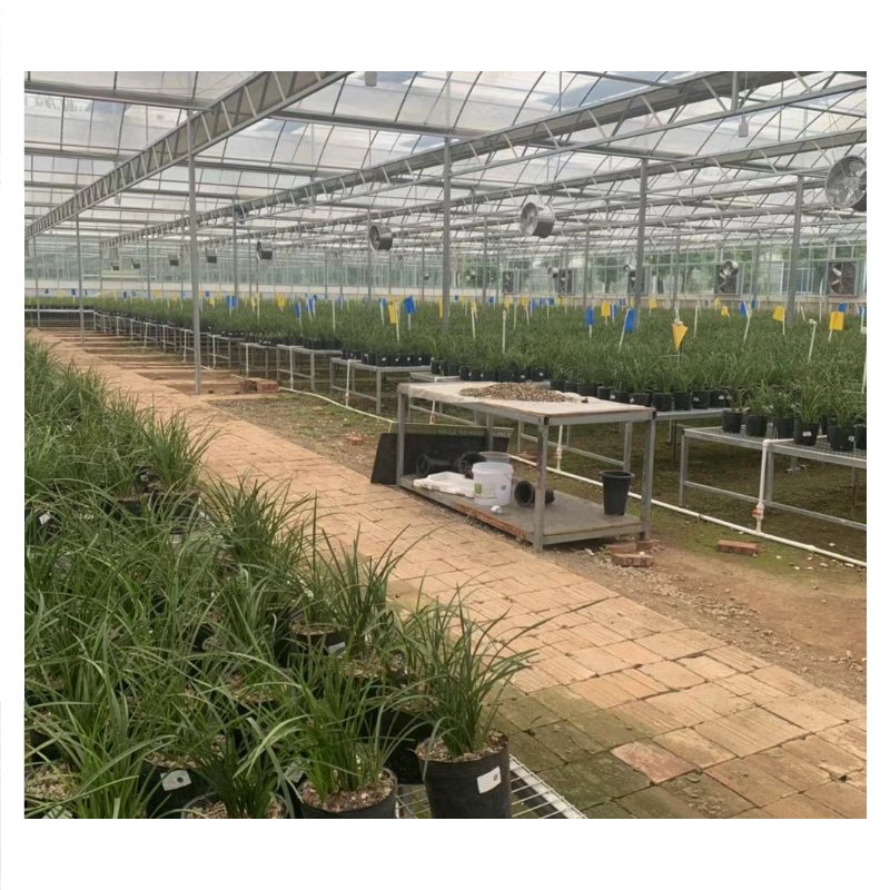 Agricultural Single-Span Tunnel Type Film Blackout Mushroom Greenhouse for Medical Plants and Mushroom