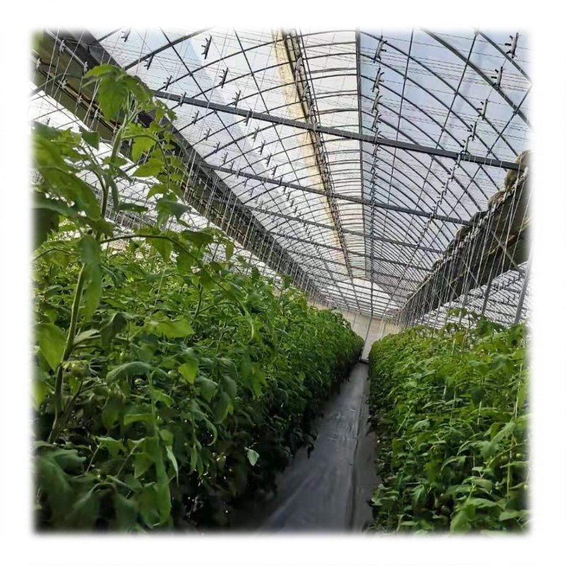 Multi-span Agricultural Film Greenhouse Complete Hydroponic Nft Growing Container Vertical Growing System