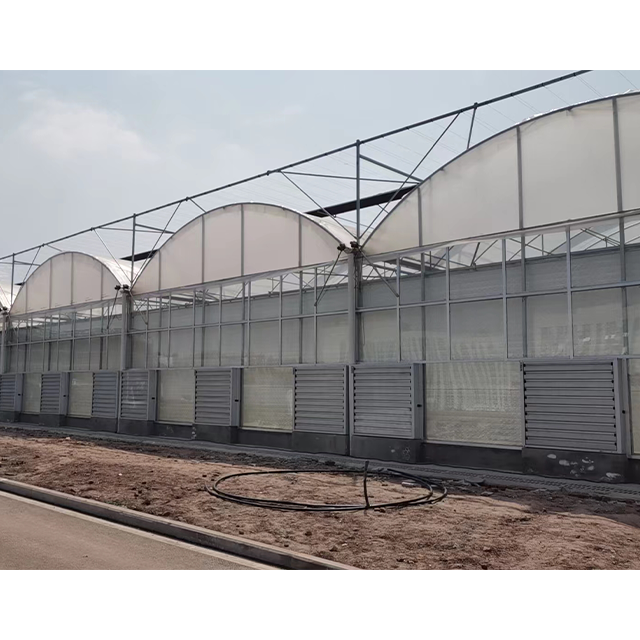 Low-Cost Multi-Span Agricultural Greenhouses for Vegetable Growing Waterproof Hothouse for Plant Cultivation