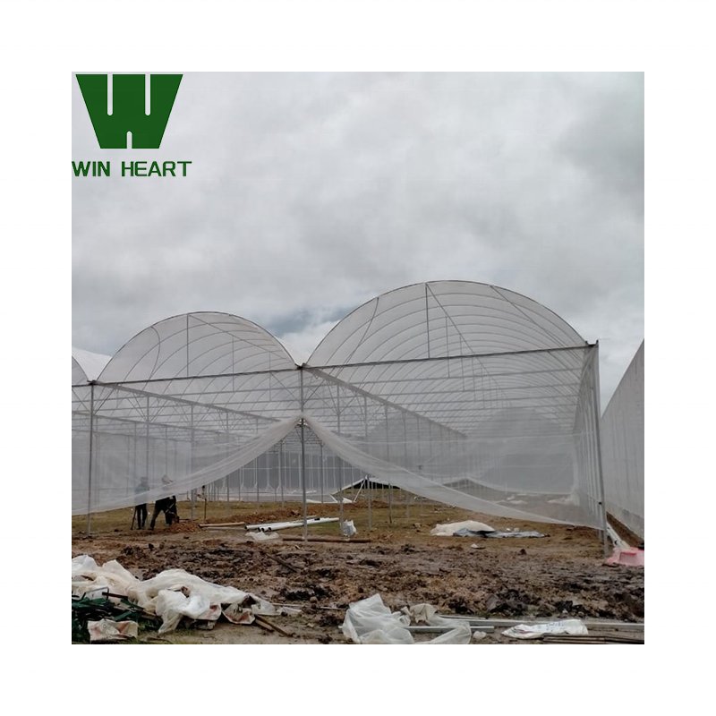 Agricultural Multi-span hoop greenhouse 20-100m commercial Plastic Film greenhouse