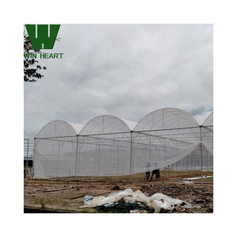 Agricultural Multi-span hoop greenhouse 20-100m commercial Plastic Film greenhouse