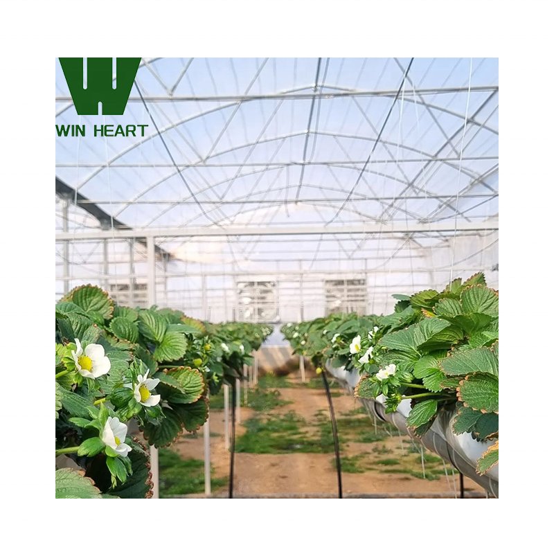 Agricultural Multi-span hoop greenhouse 20-100m commercial Plastic Film greenhouse
