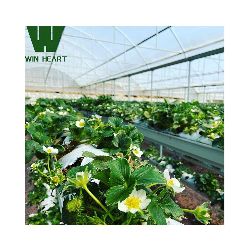 Agricultural Multi-span hoop greenhouse 20-100m commercial Plastic Film greenhouse