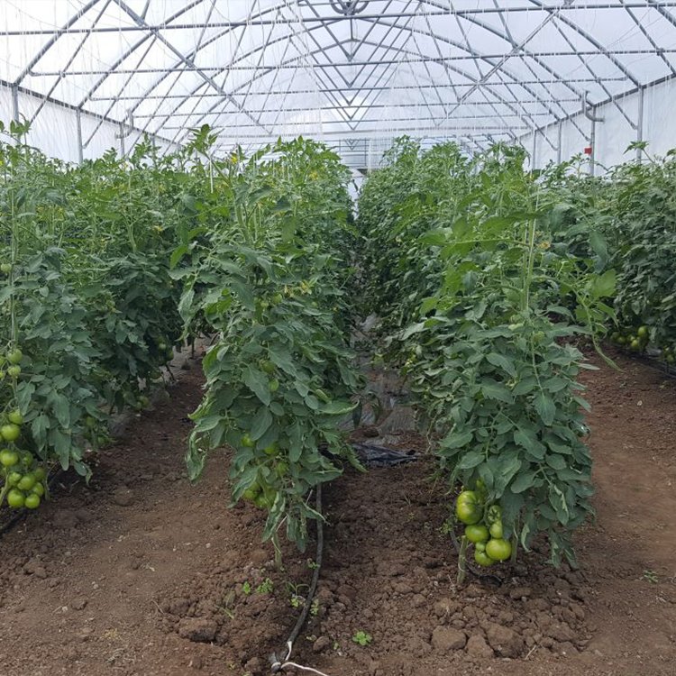Agricultural Plastic PEP Film Single-span High Tunnel Agriculture Greenhouse With Ventilation System